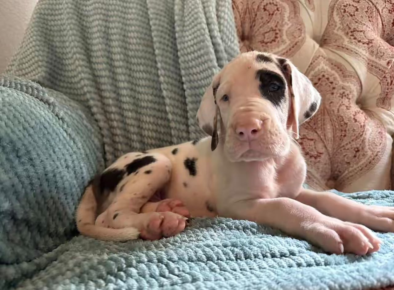 Great Dane puppy